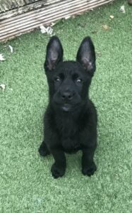 Schooling for Dogs - dog training, puppy training and socialisation