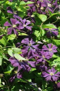Crowhurst and District Horticultural Society