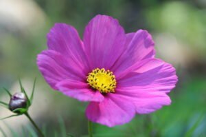 Crowhurst and District Horticultural Society