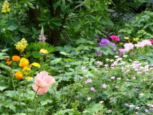 Coleman's Hatch Horticultural Society - Hartfield
