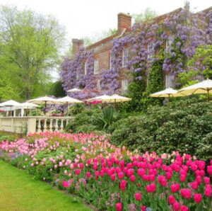 PASHLEY MANOR GARDENS back terrace by Kate Wilson sq crop.jpg