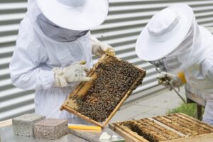 beekeeper 2650663 1920.jpg