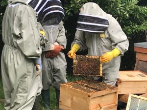 Bee in Company 7.jpg