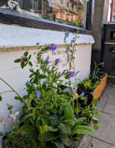 Flowers on the shop's front.