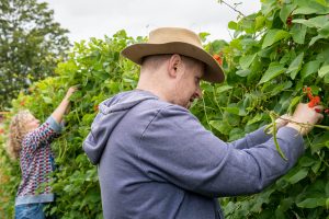 Volunteers harvesting beans.jpg